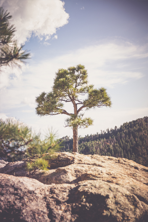 tree