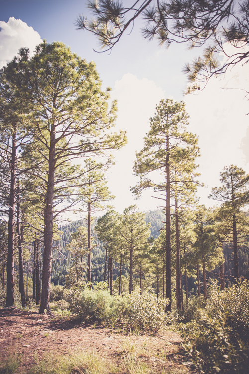 trees